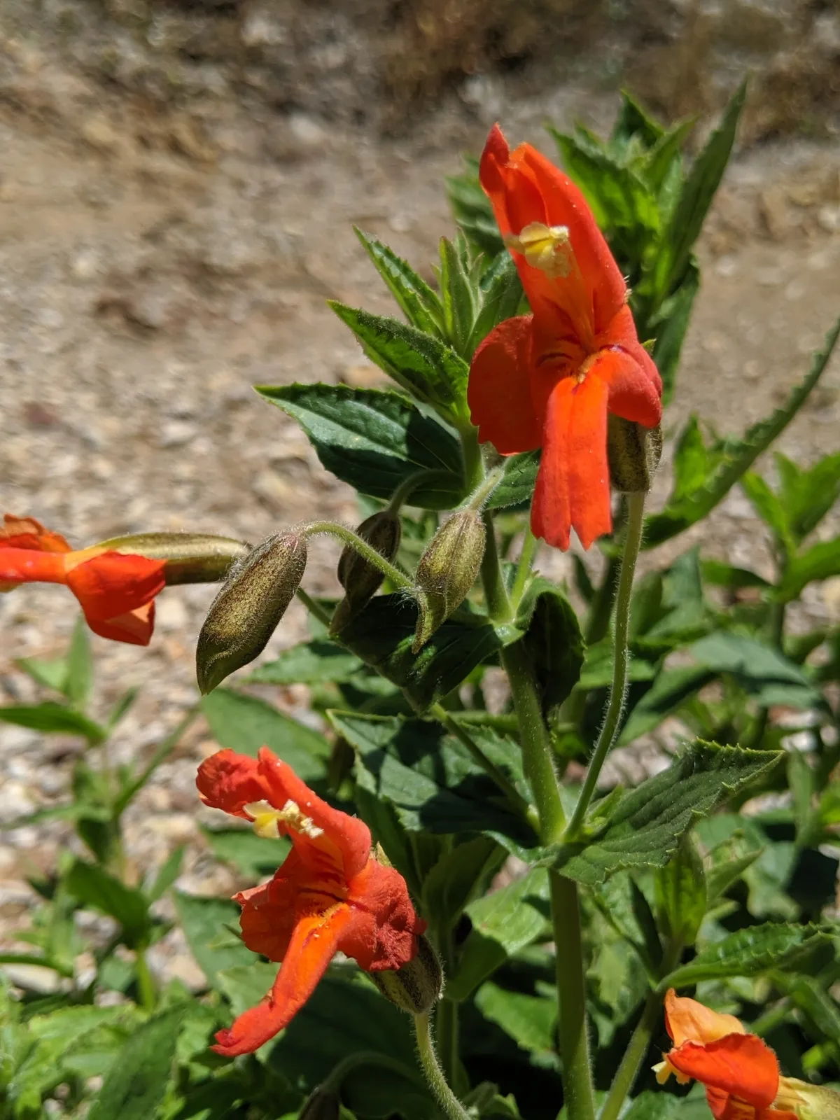 Scarlet Monkeyflower (Mimulus cardinalis)