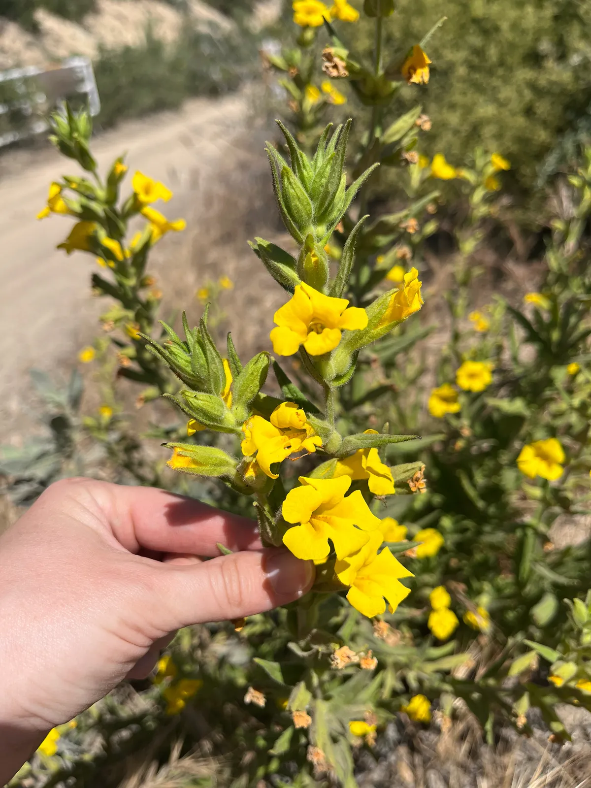 Cleveland's bush monkeyflower (Mimulus clevelandii)