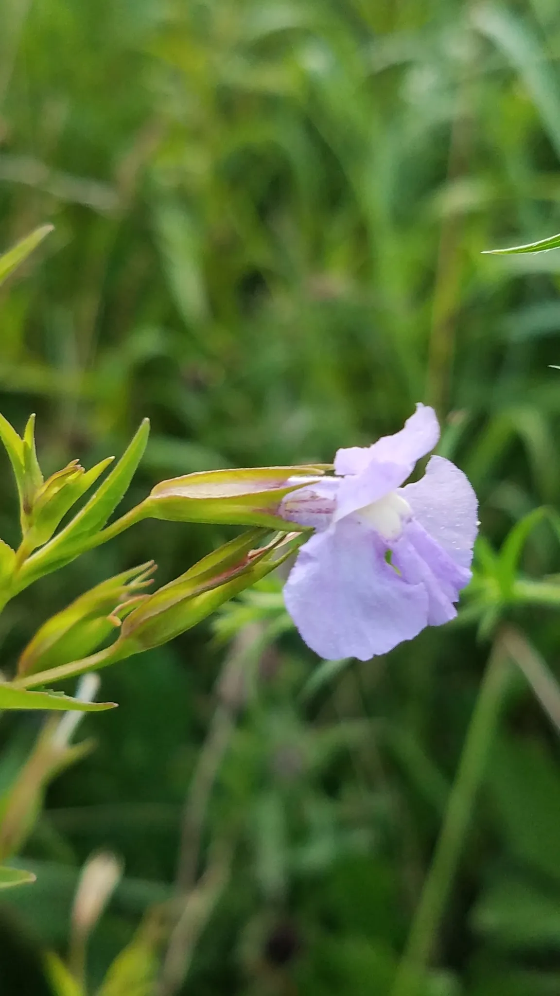 Allegheny Monkey-flower (Mimulus ringens)
