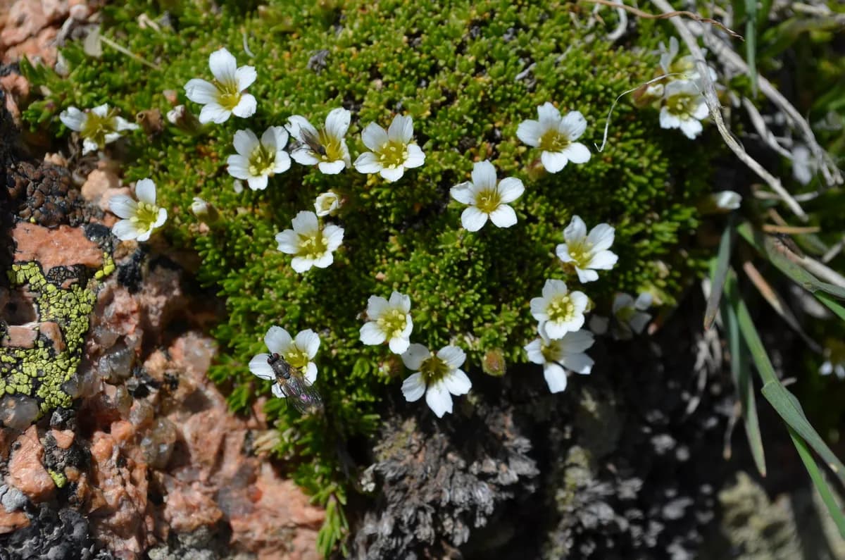 Alpine Stitchwort (Minuartia obtusiloba)