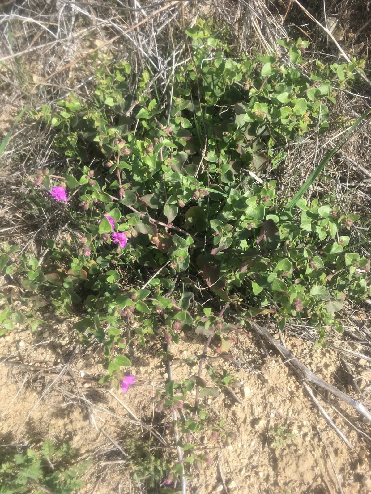 Desert Wishbone-bush (Mirabilis laevis)