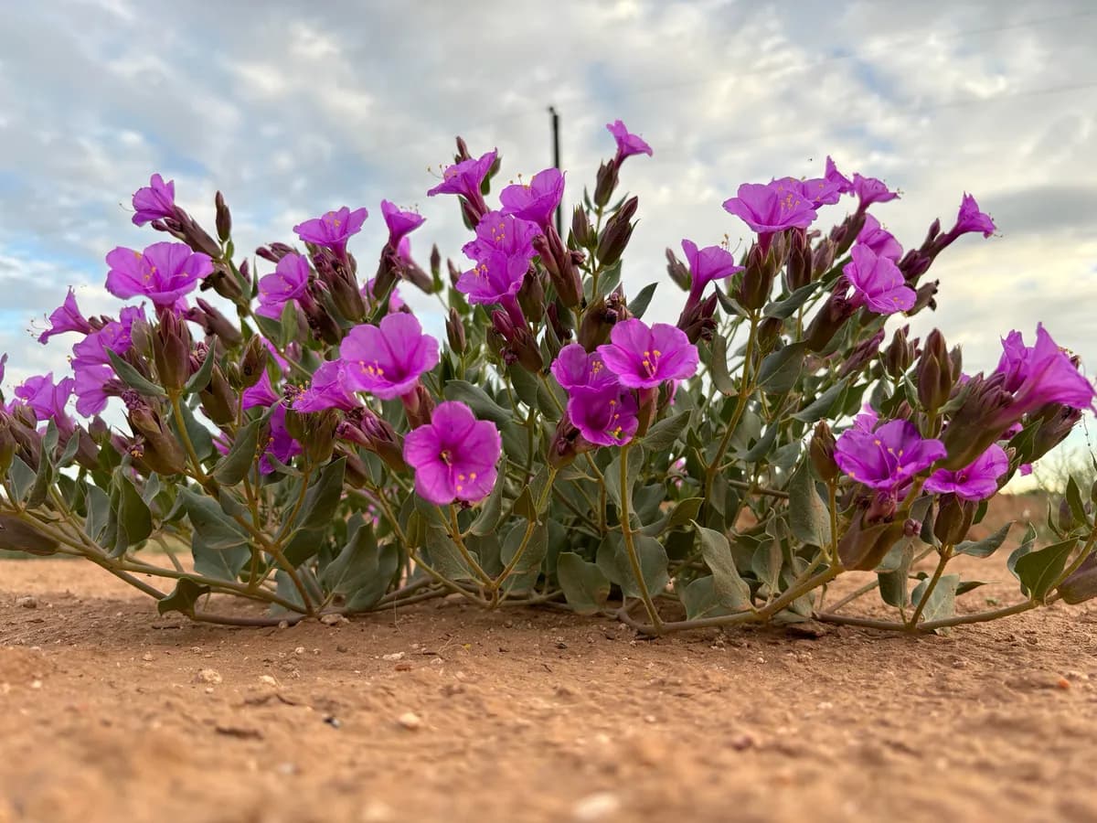 Froebel's four-o'clock (Mirabilis multiflora)