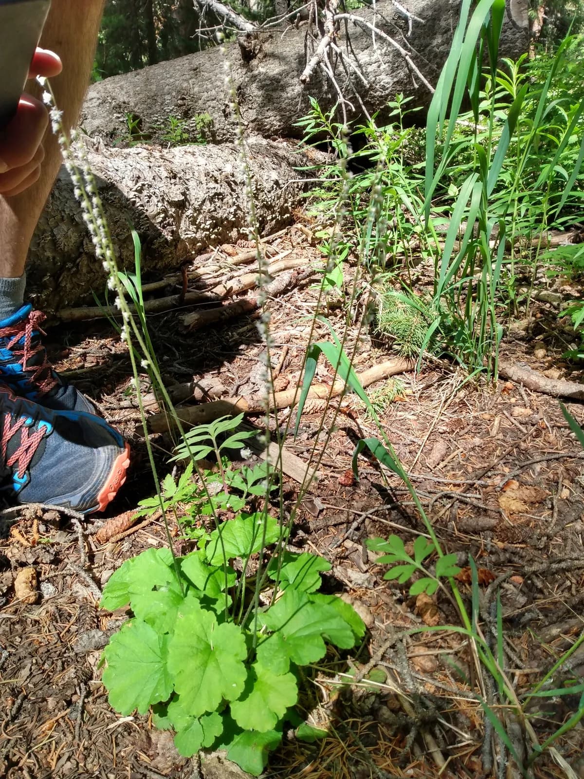 Pacific Miterwort (Mitella trifida)