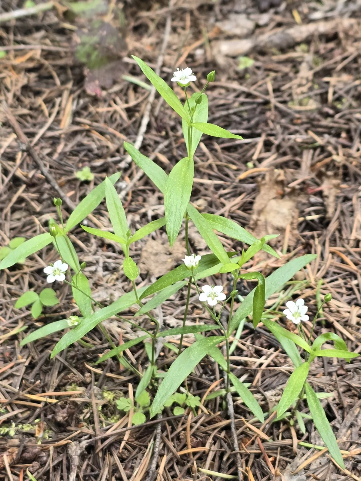 Big-leaf Sandwort (Moehringia macrophylla)