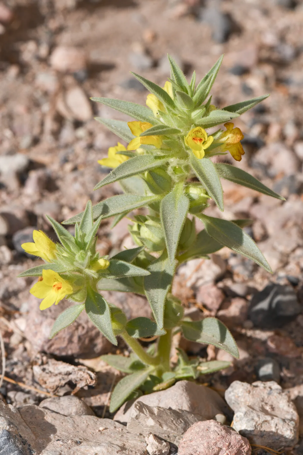 Golden Desert-snapdragon (Mohavea breviflora)
