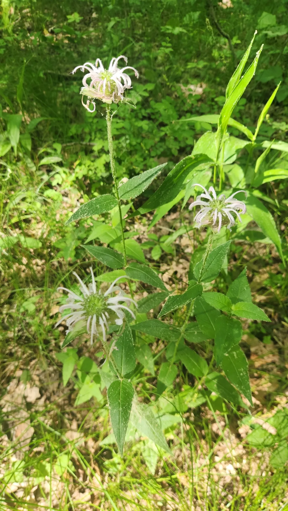 Eastern Beebalm (Monarda bradburiana)