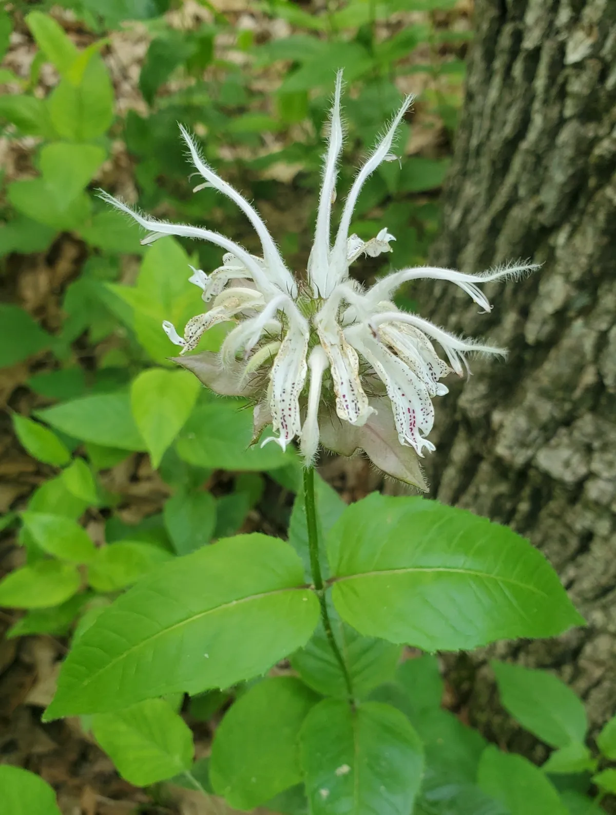 Eastern beebalm (Monarda bradburyana)