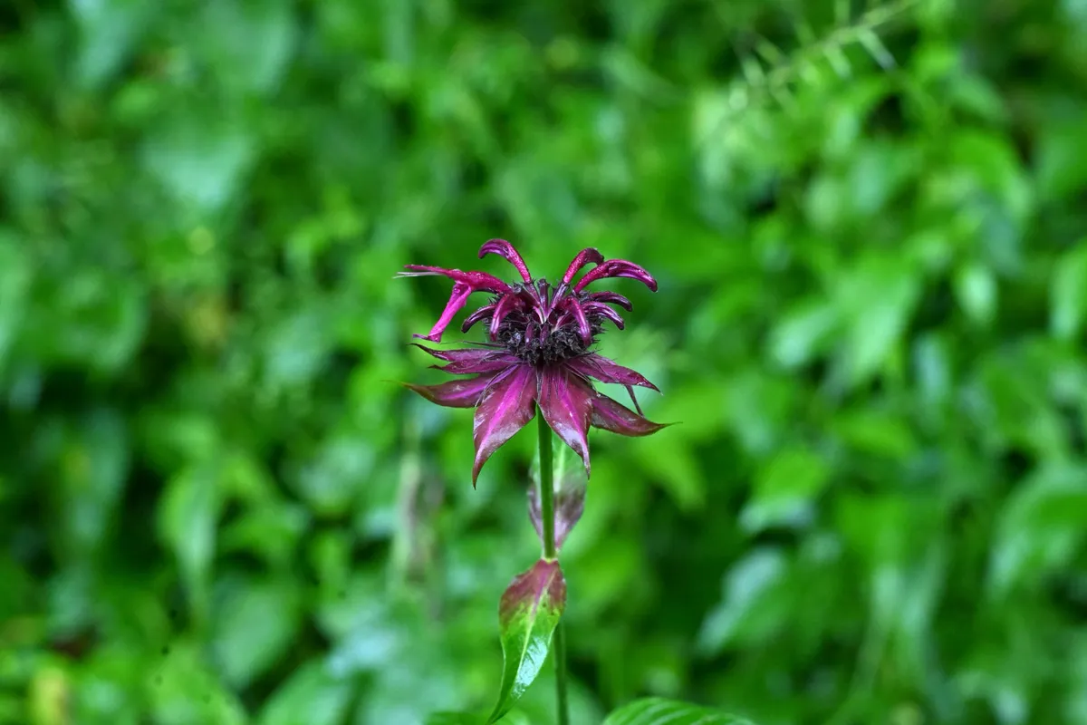 Purple bergamot (Monarda media)