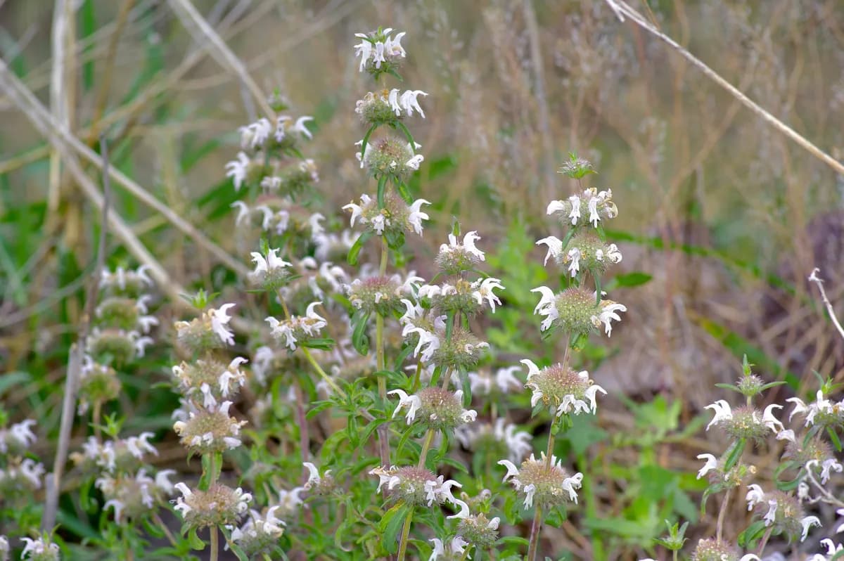 Plains Beebalm (Monarda pectinata)
