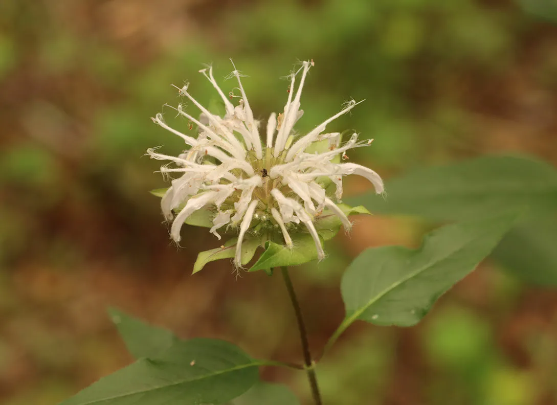 Ouachita beebalm (Monarda stipitatoglandulosa)