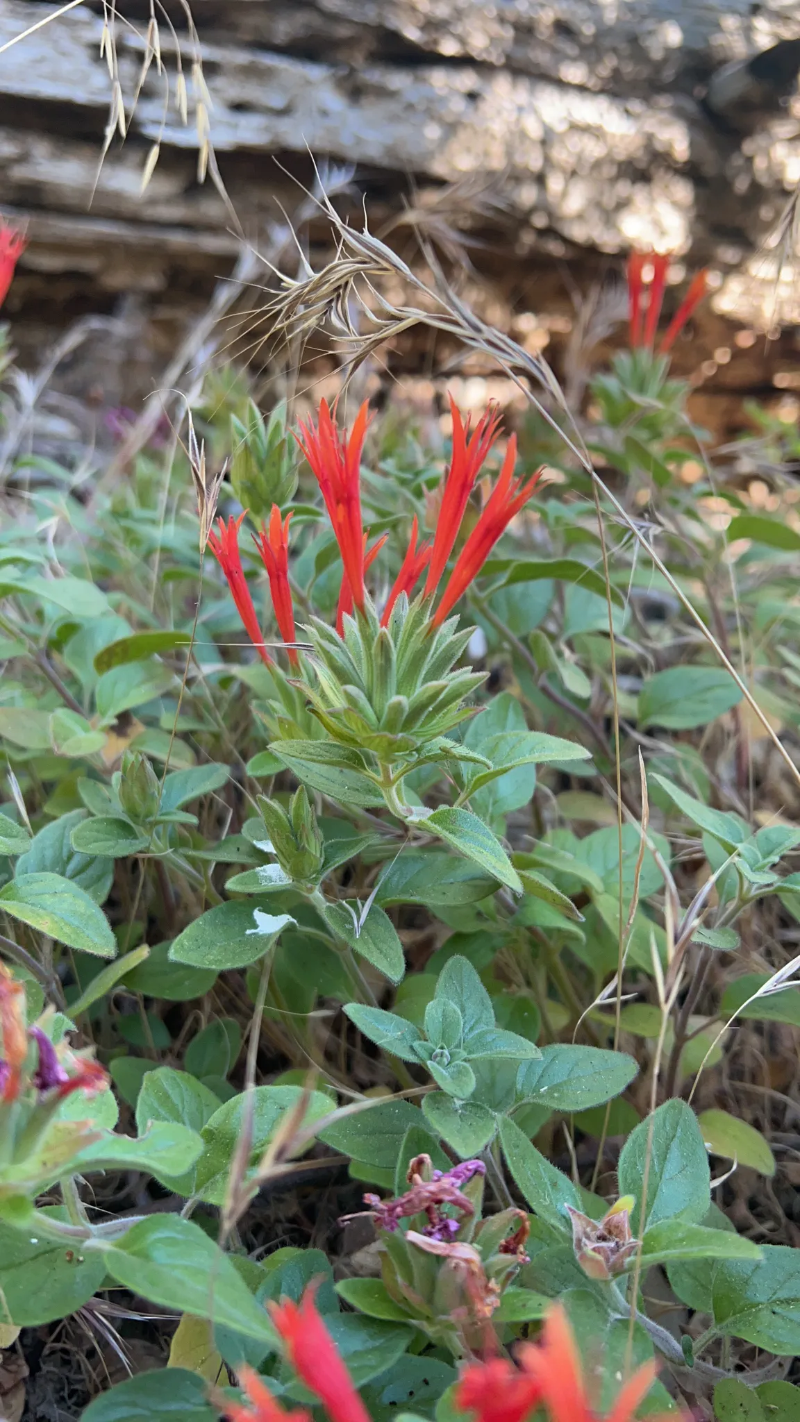 Red monardella (Monardella macrantha)