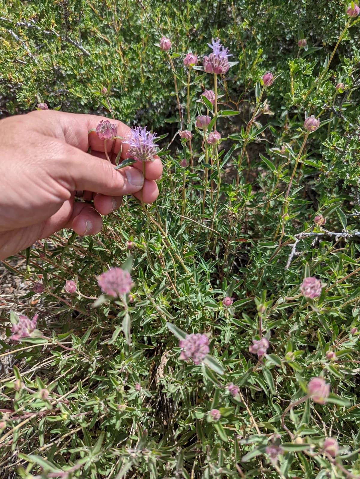 Mountain Monardella (Monardella odoratissima)