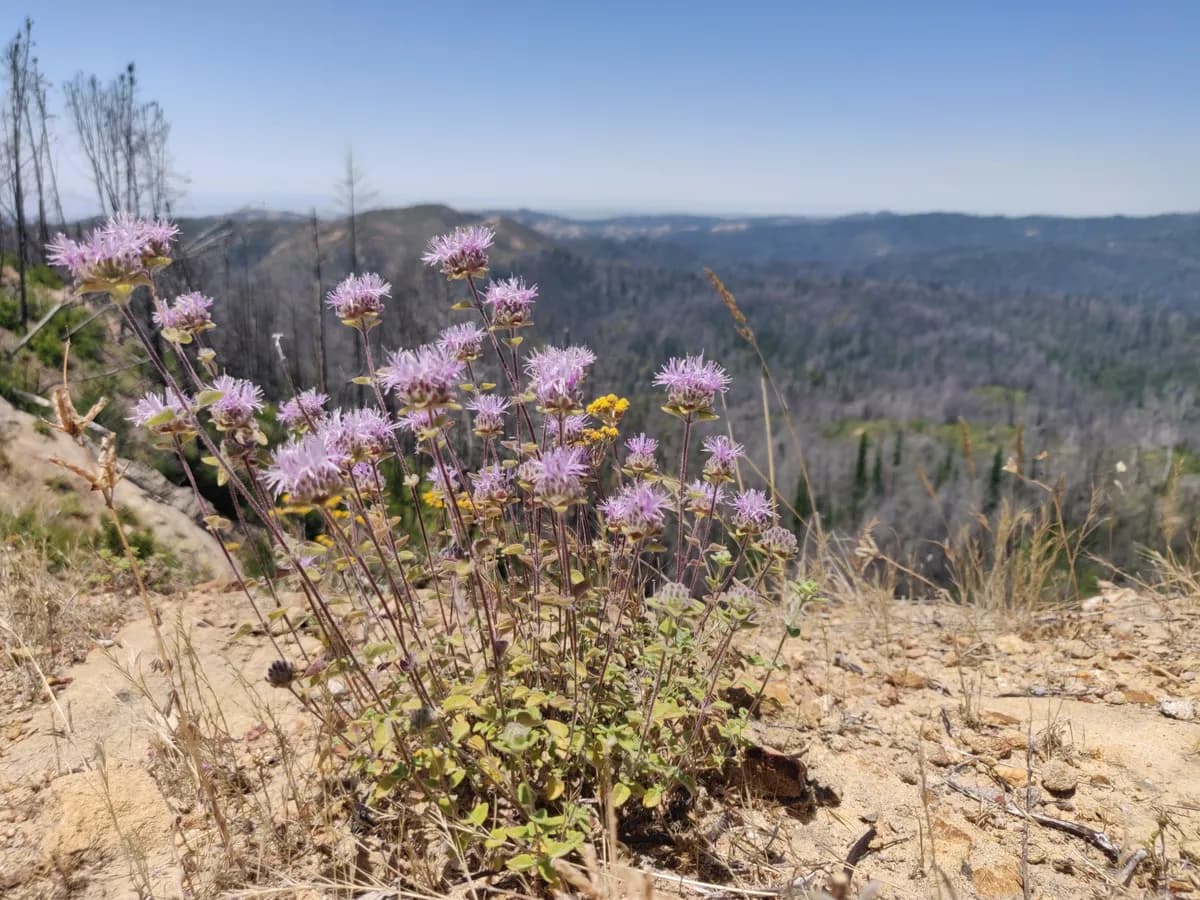 Coyote-mint (Monardella villosa)