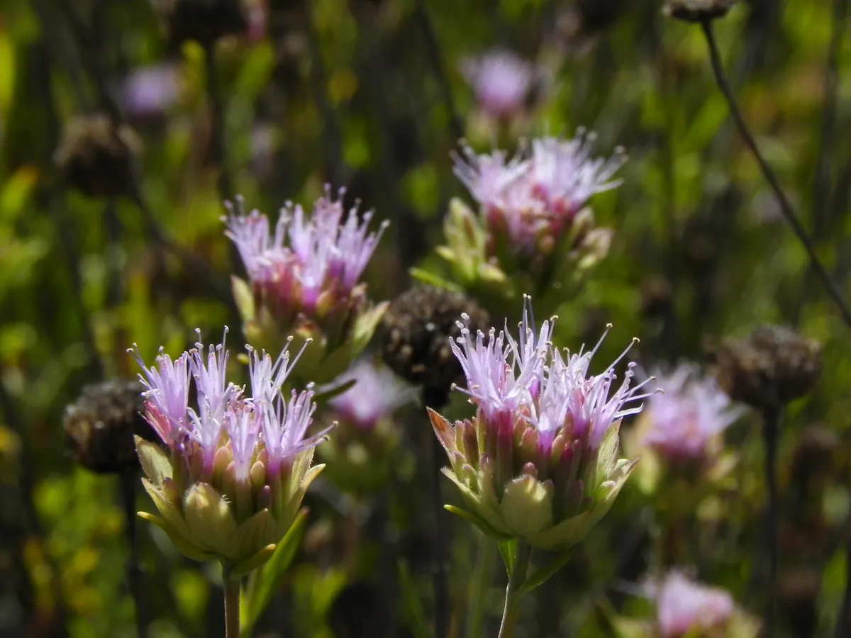 Willowy monardella (Monardella viminea)