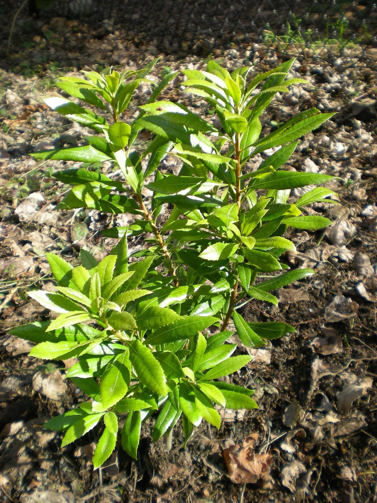 California wax myrtle (Morella californica)