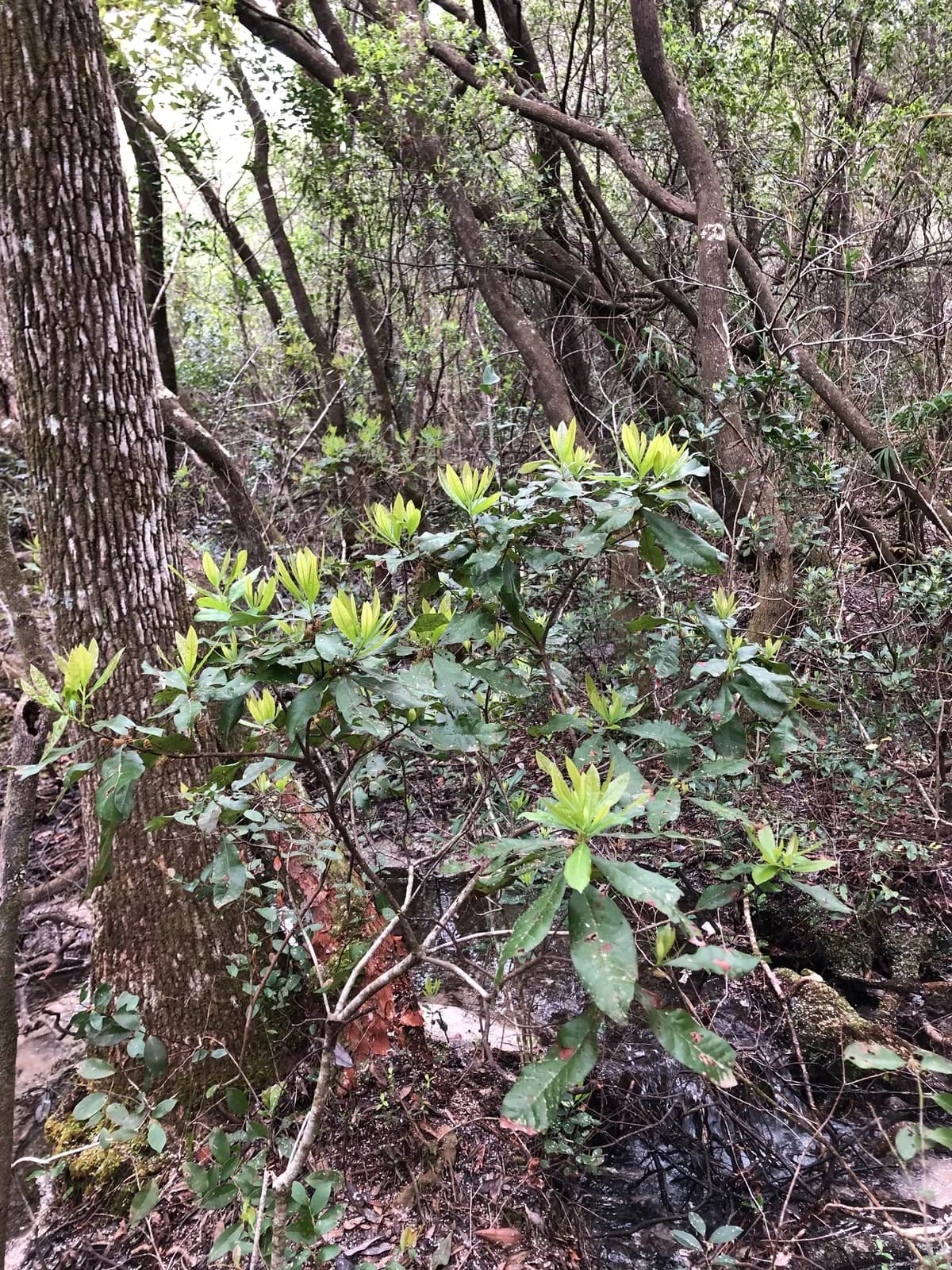 Evergreen Bayberry (Morella caroliniensis)