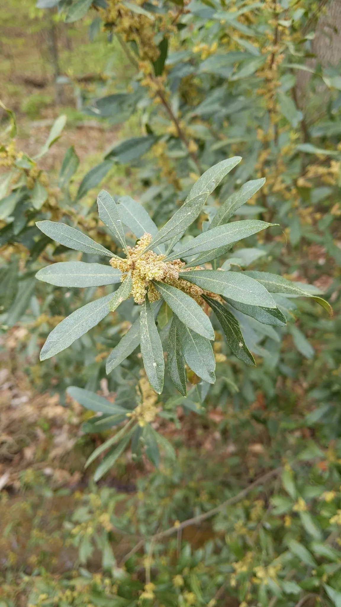 Wax Myrtle (Morella cerifera)