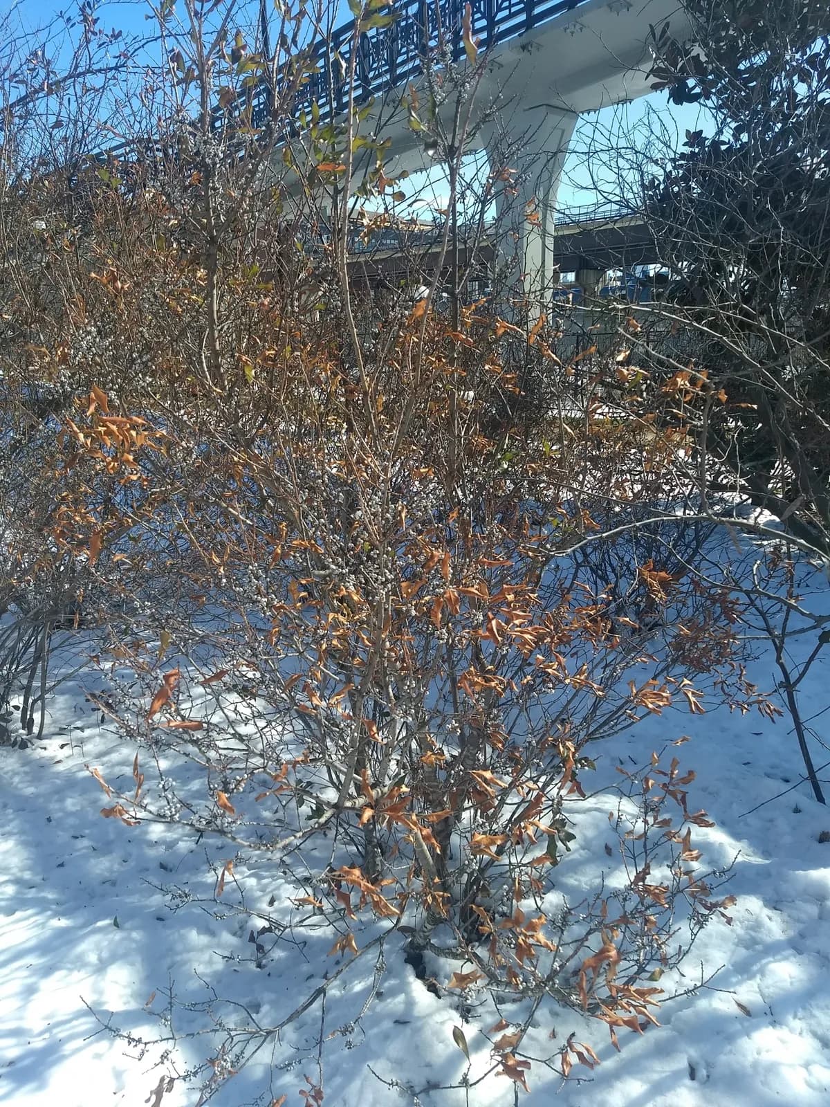 Wax Myrtle (Morella cerifera)