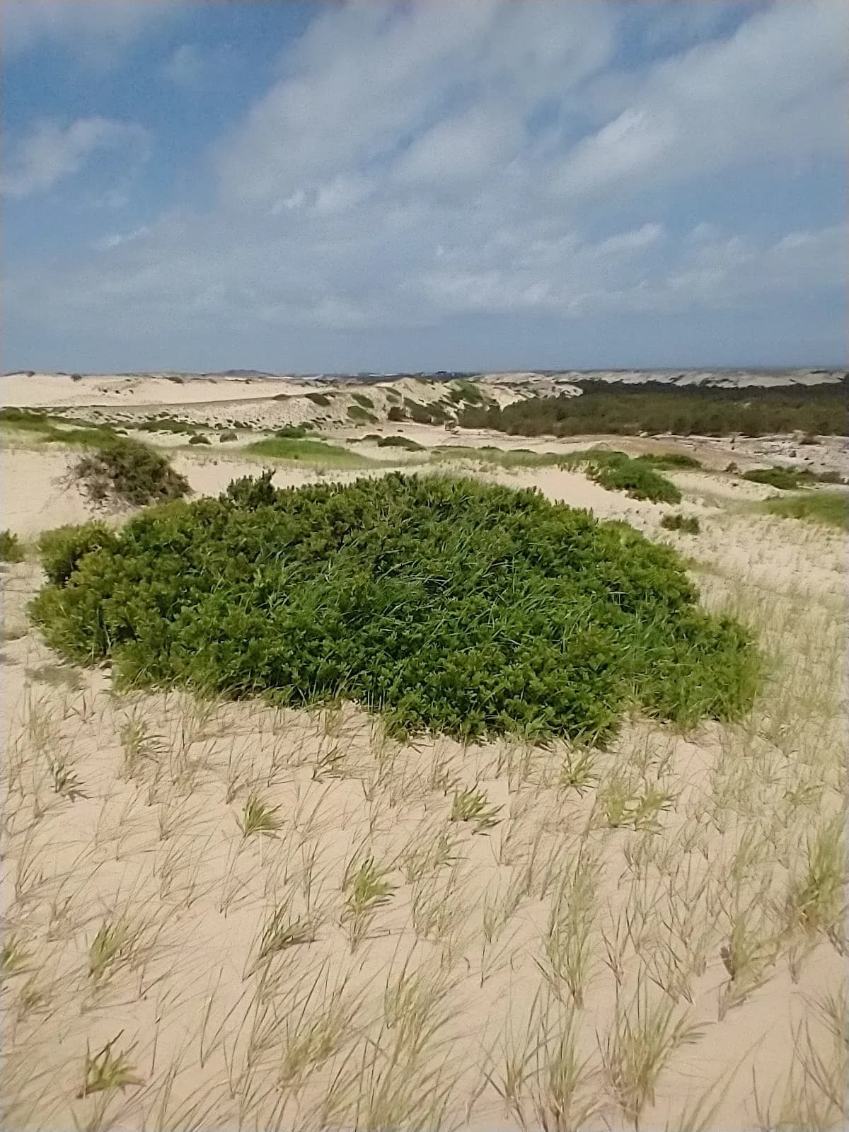 Northern Bayberry (Morella pensylvanica)