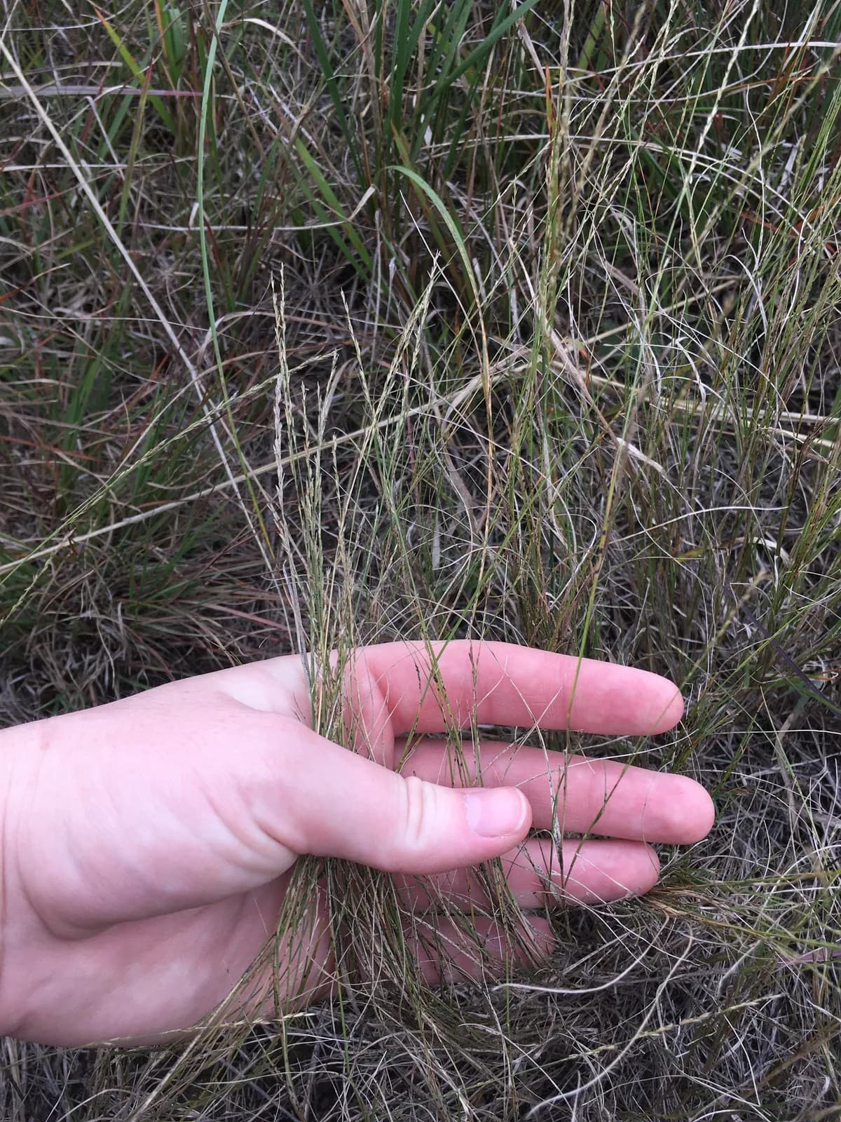 Plains Muhlenbergia (Muhlenbergia cuspidata)