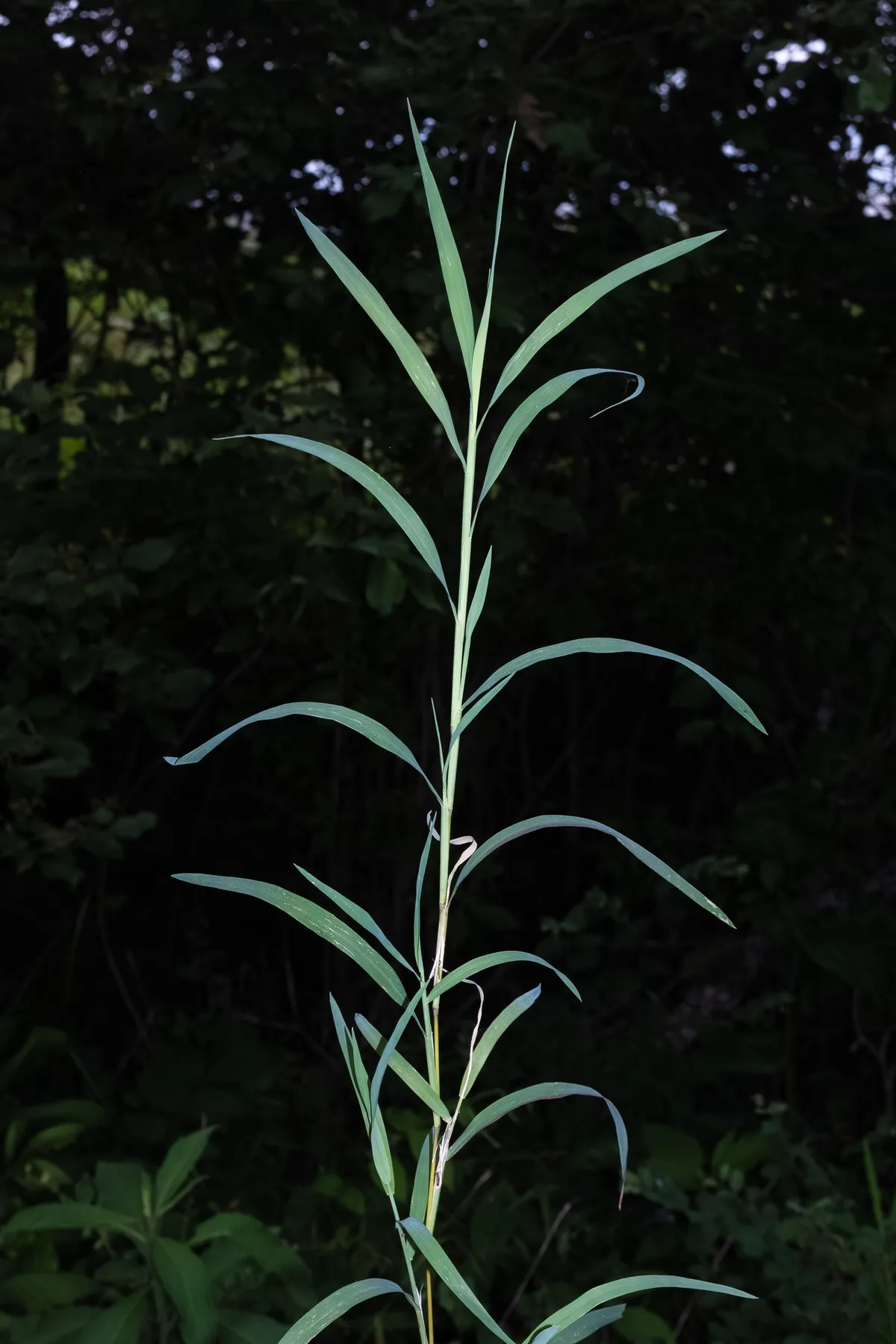 Wirestem Muhly (Muhlenbergia frondosa)