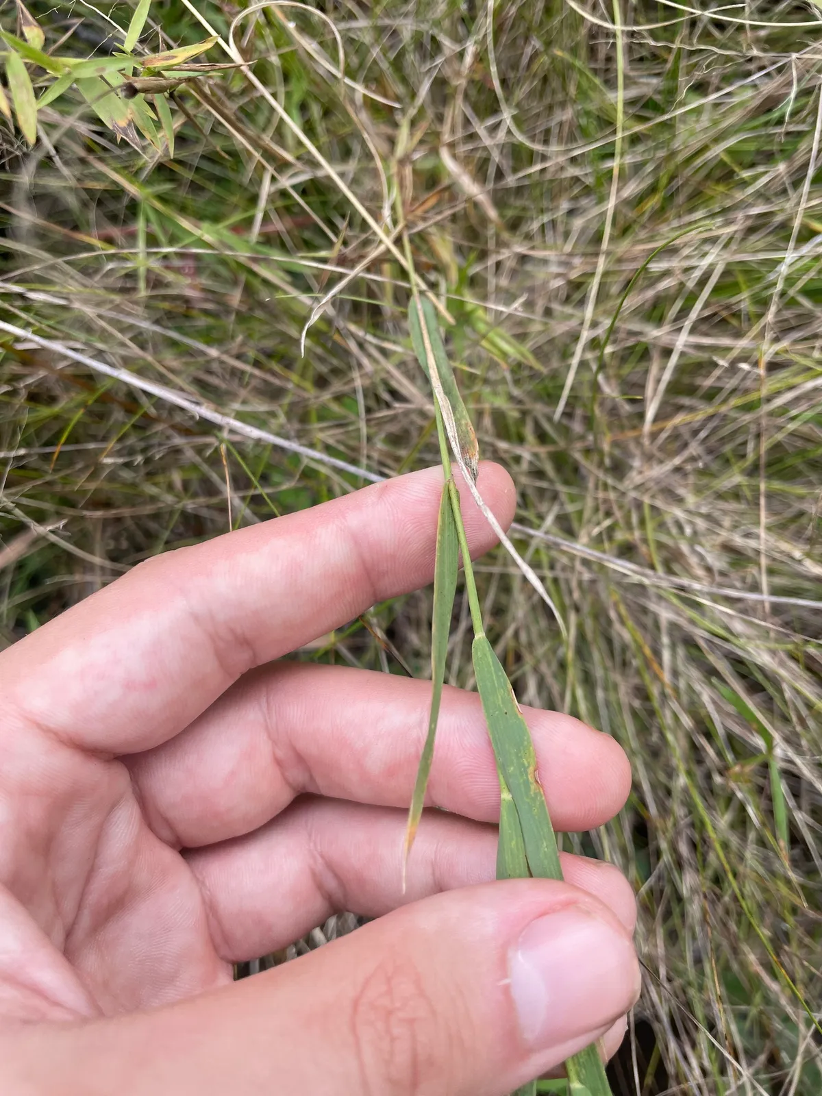 Spiked Muhly (Muhlenbergia glomerata)