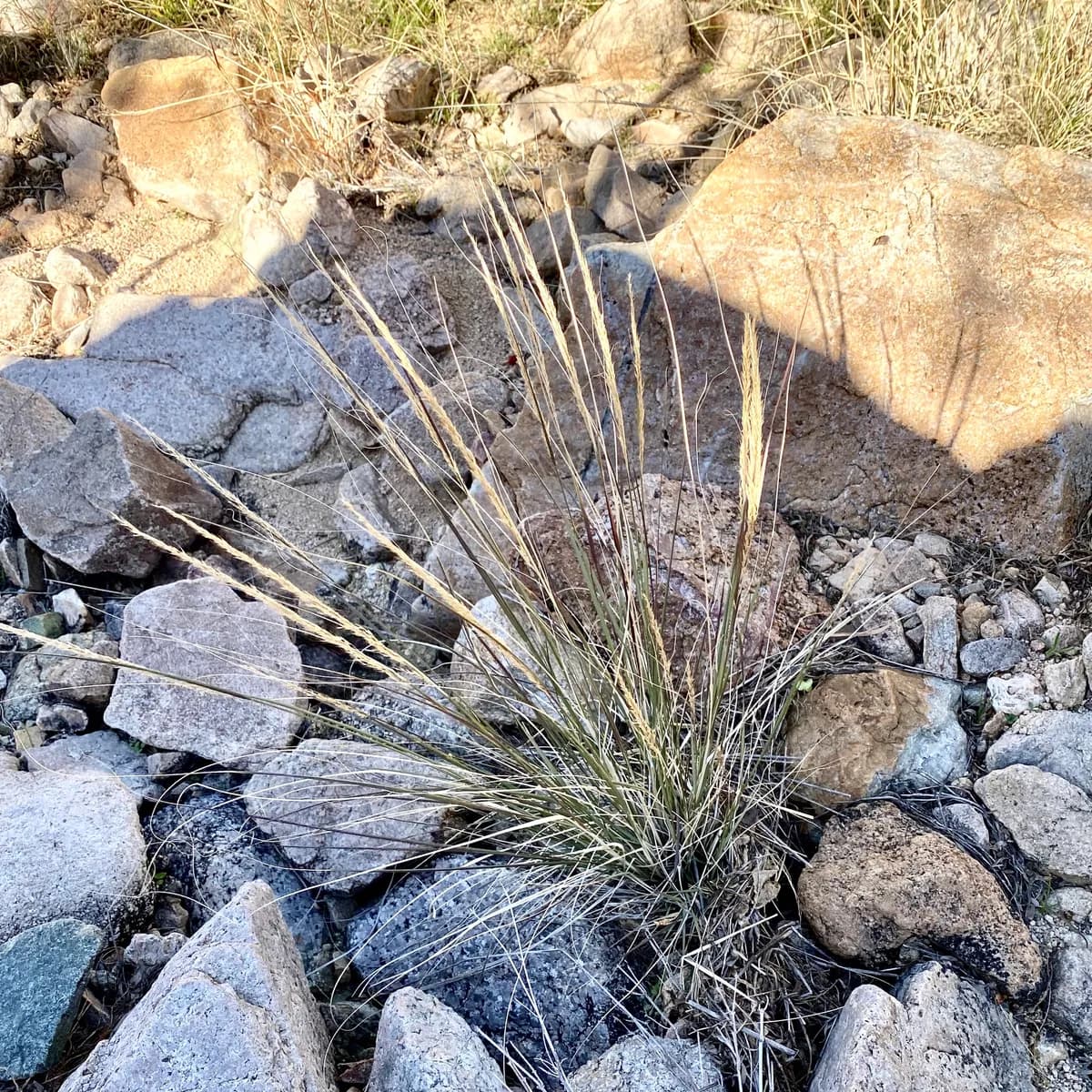 Weeping muhly (Muhlenbergia palmeri)