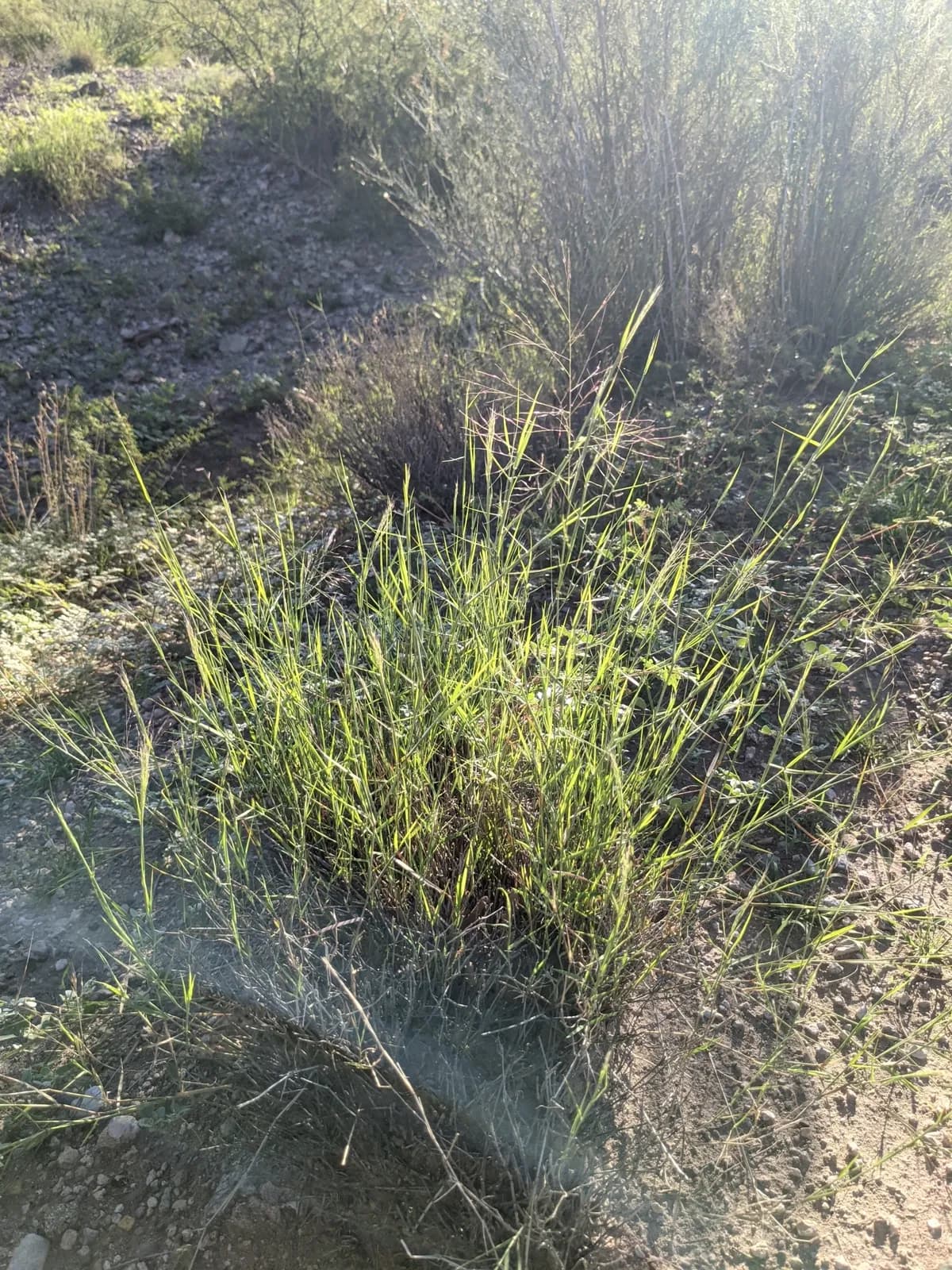 Bush Muhly (Muhlenbergia porteri)