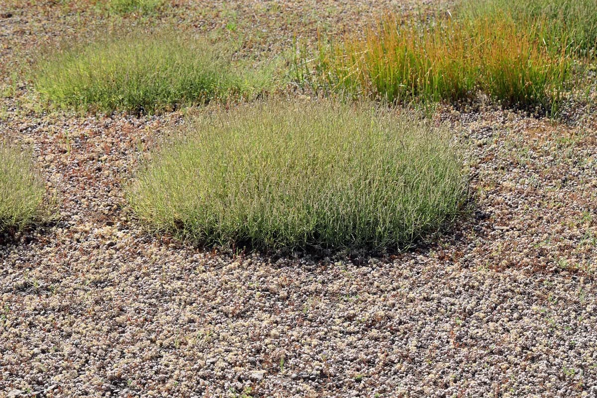Richardson's Muhly (Muhlenbergia richardsonis)
