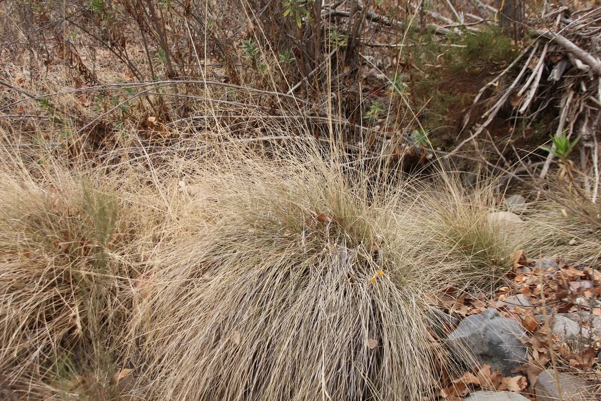 Deer Grass (Muhlenbergia rigens)