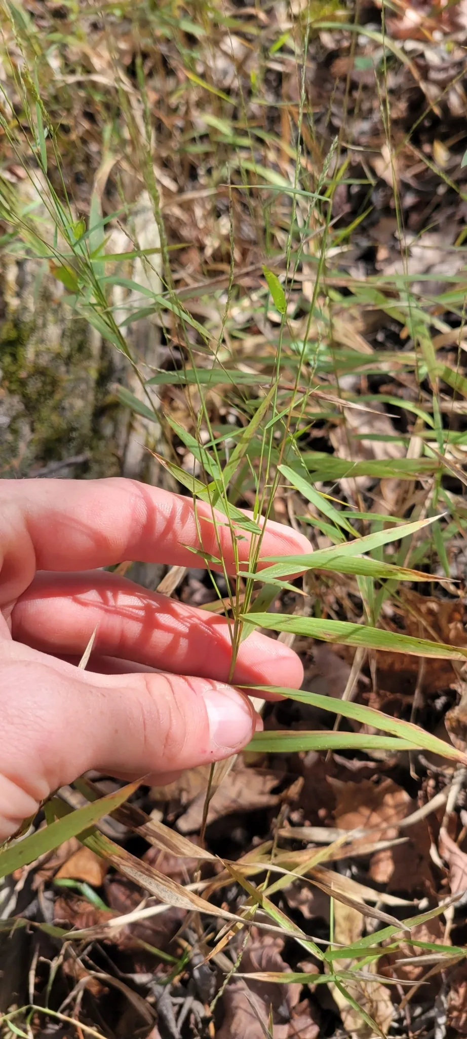 Cliff Muhly (Muhlenbergia sobolifera)