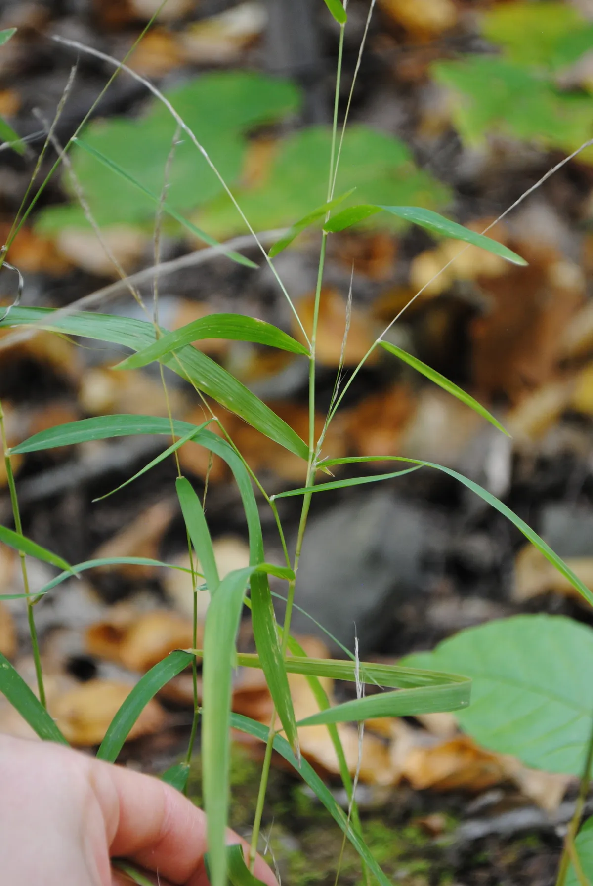 Forest Muhly (Muhlenbergia sylvatica)