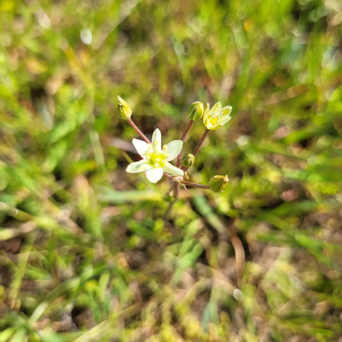 Sea muilla (Muilla maritima)