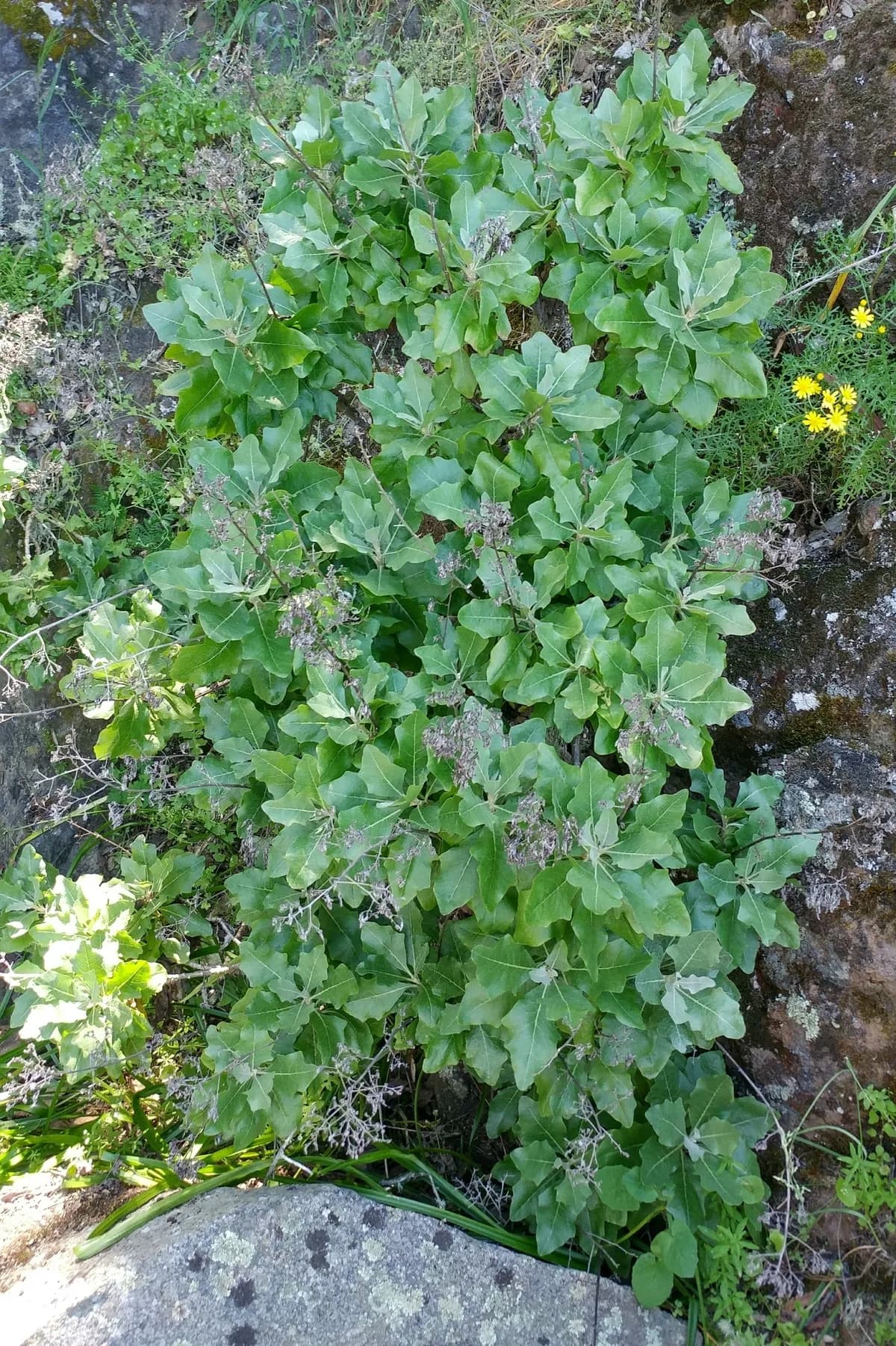 Blair's stephanomeria (Munzothamnus blairii)