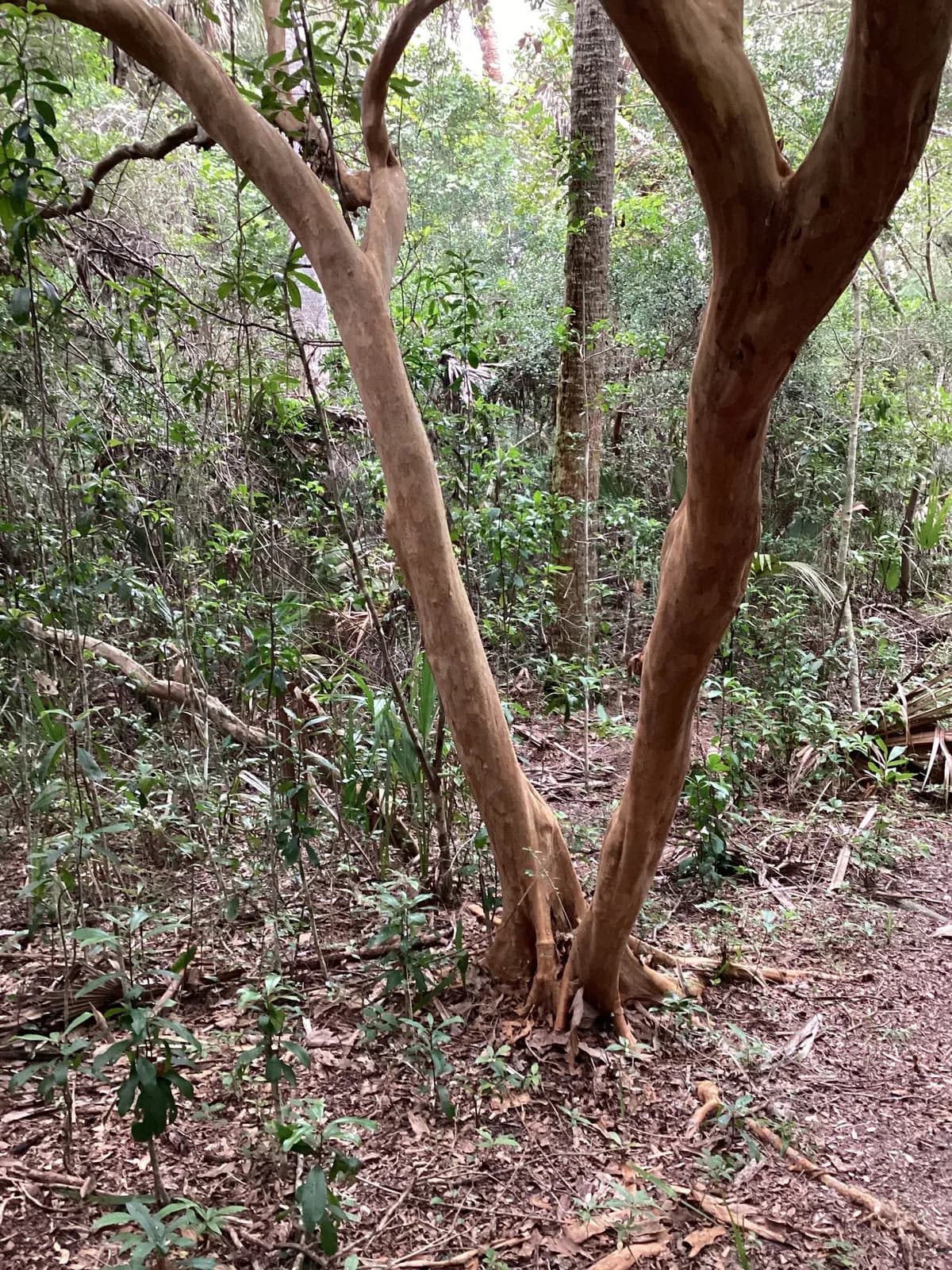 Twinberry (Myrcianthes fragrans)