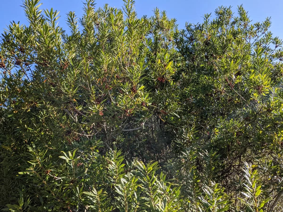 Pacific waxmyrtle (Myrica californica)