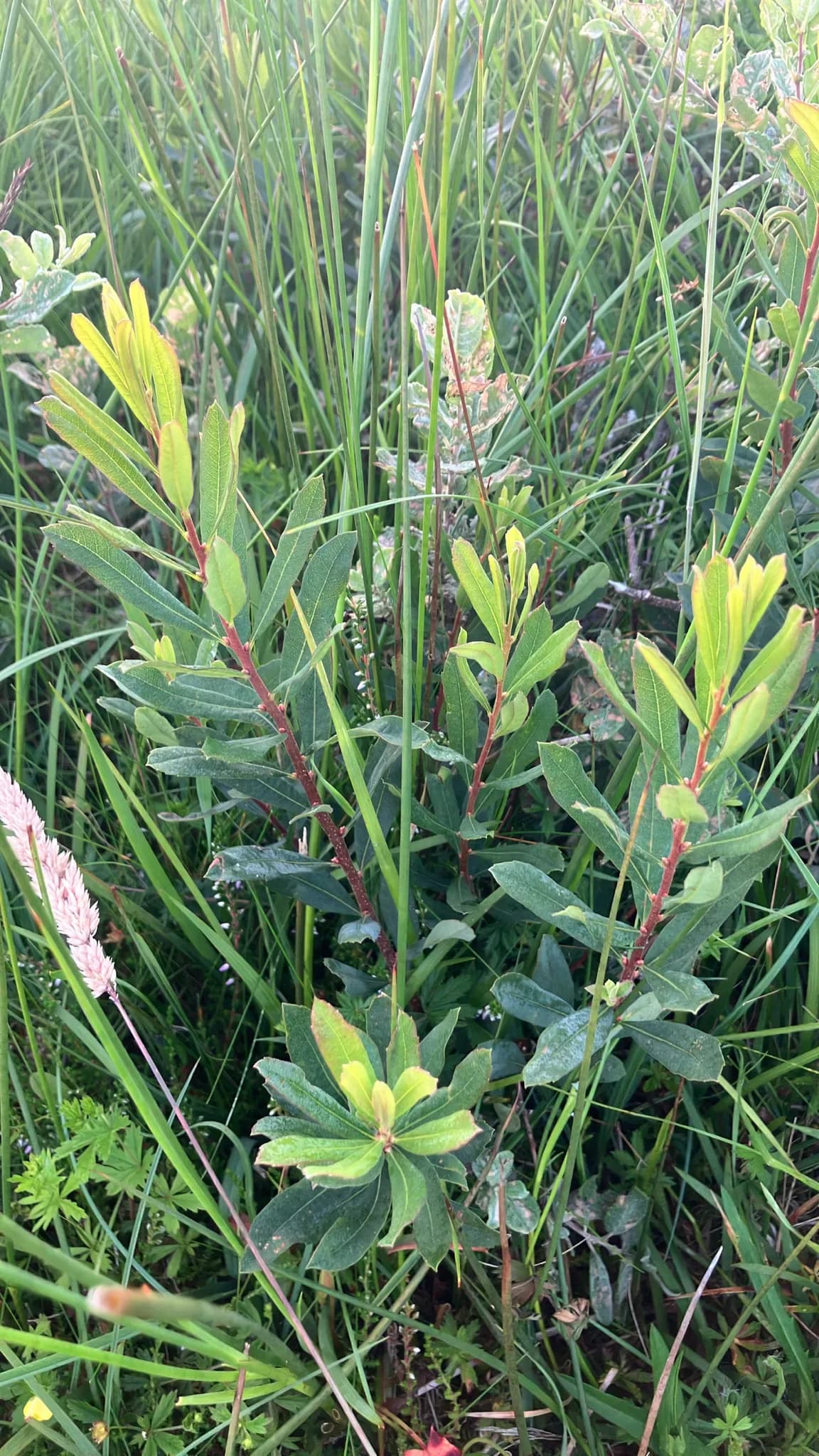 Bog-myrtle (Myrica gale)