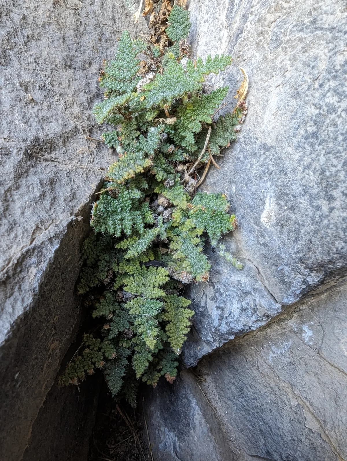 Myriopteris intertexta