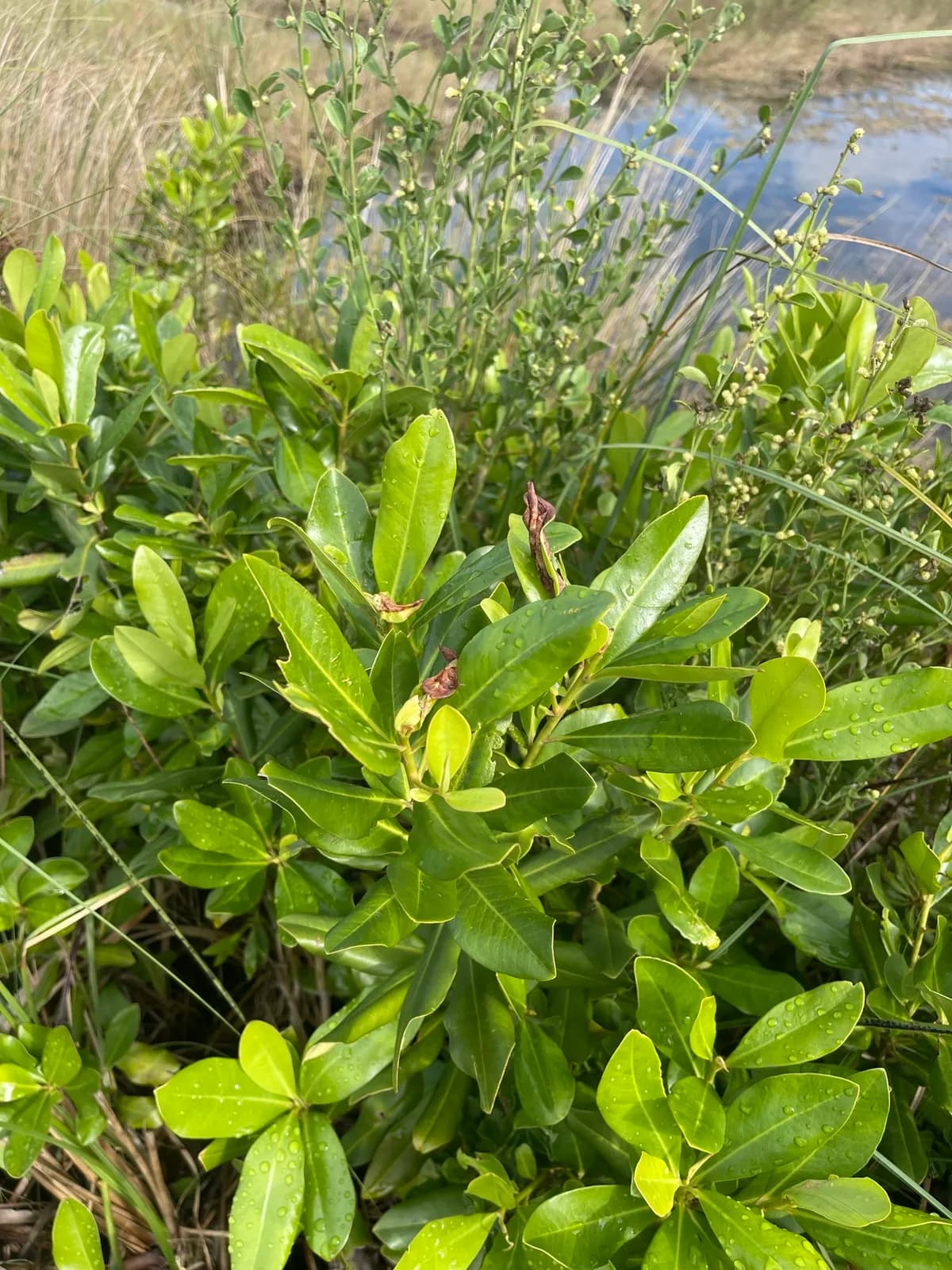 Guianese colicwood (Myrsine cubana)