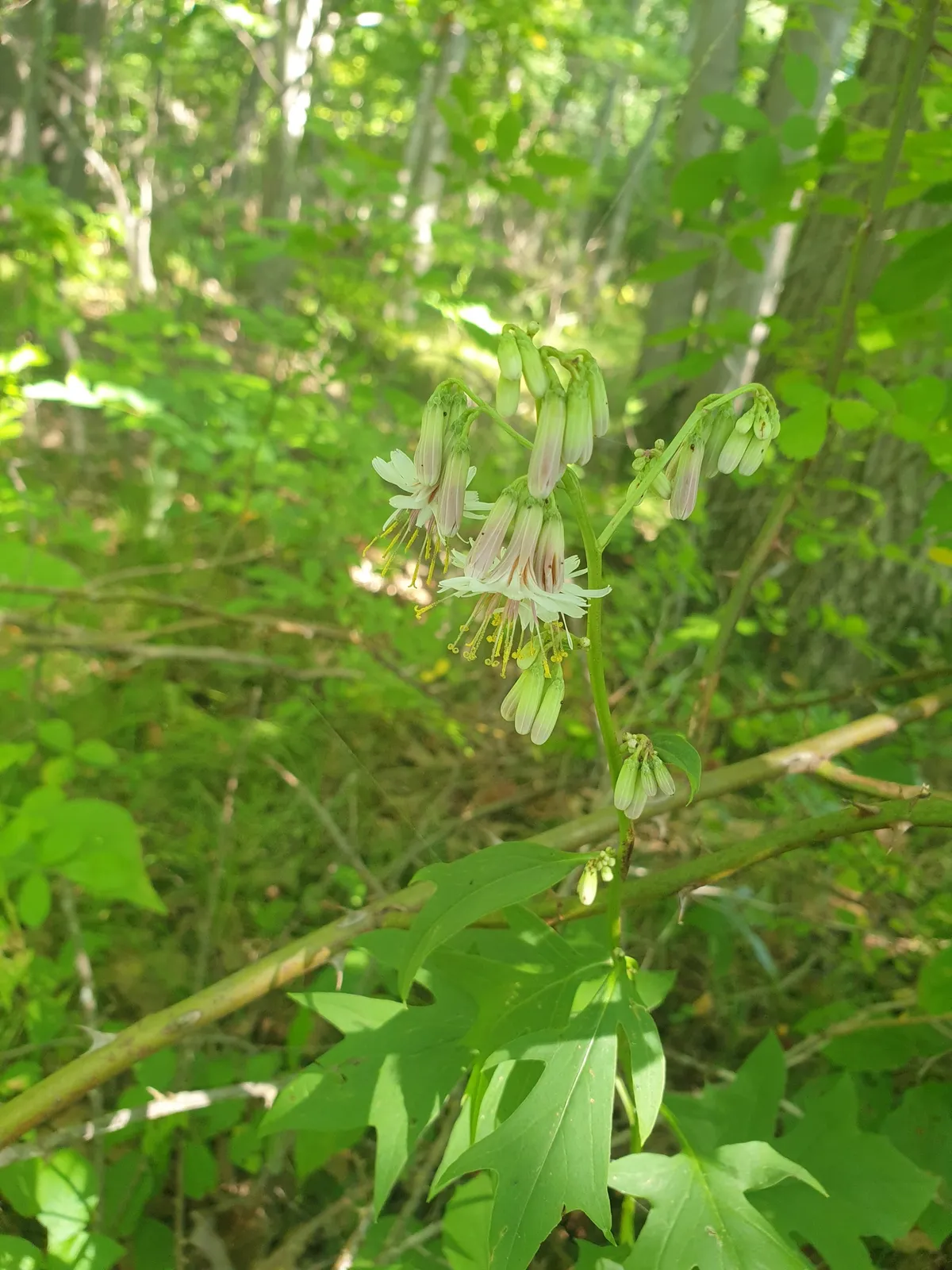 White Rattlesnakeroot (Nabalus albus)