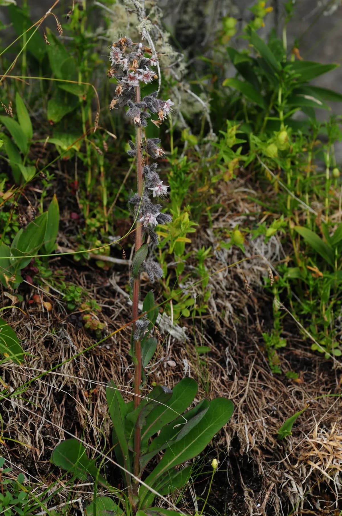 Purple rattlesnake-root (Nabalus racemosus)