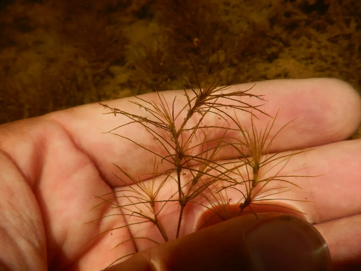 Slender Waternymph (Najas gracillima)