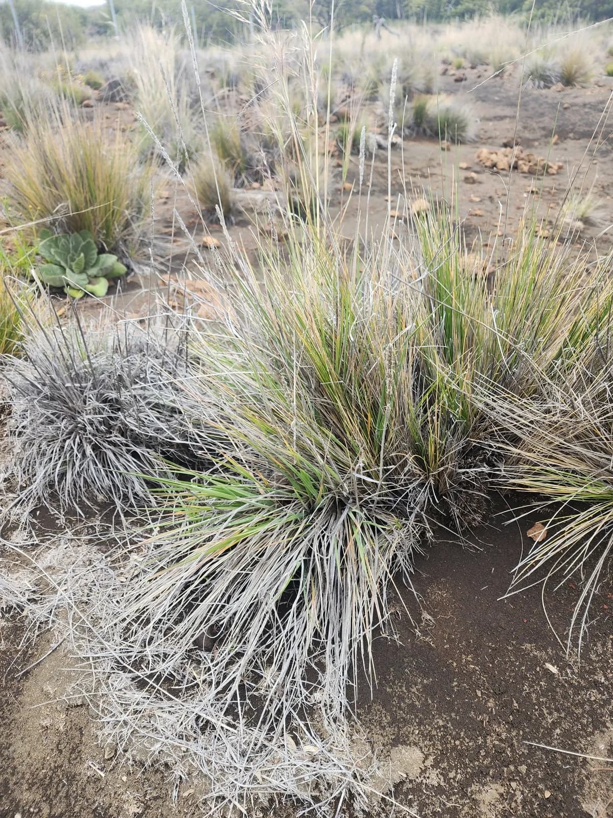 Nodding Needlegrass (Nassella cernua)