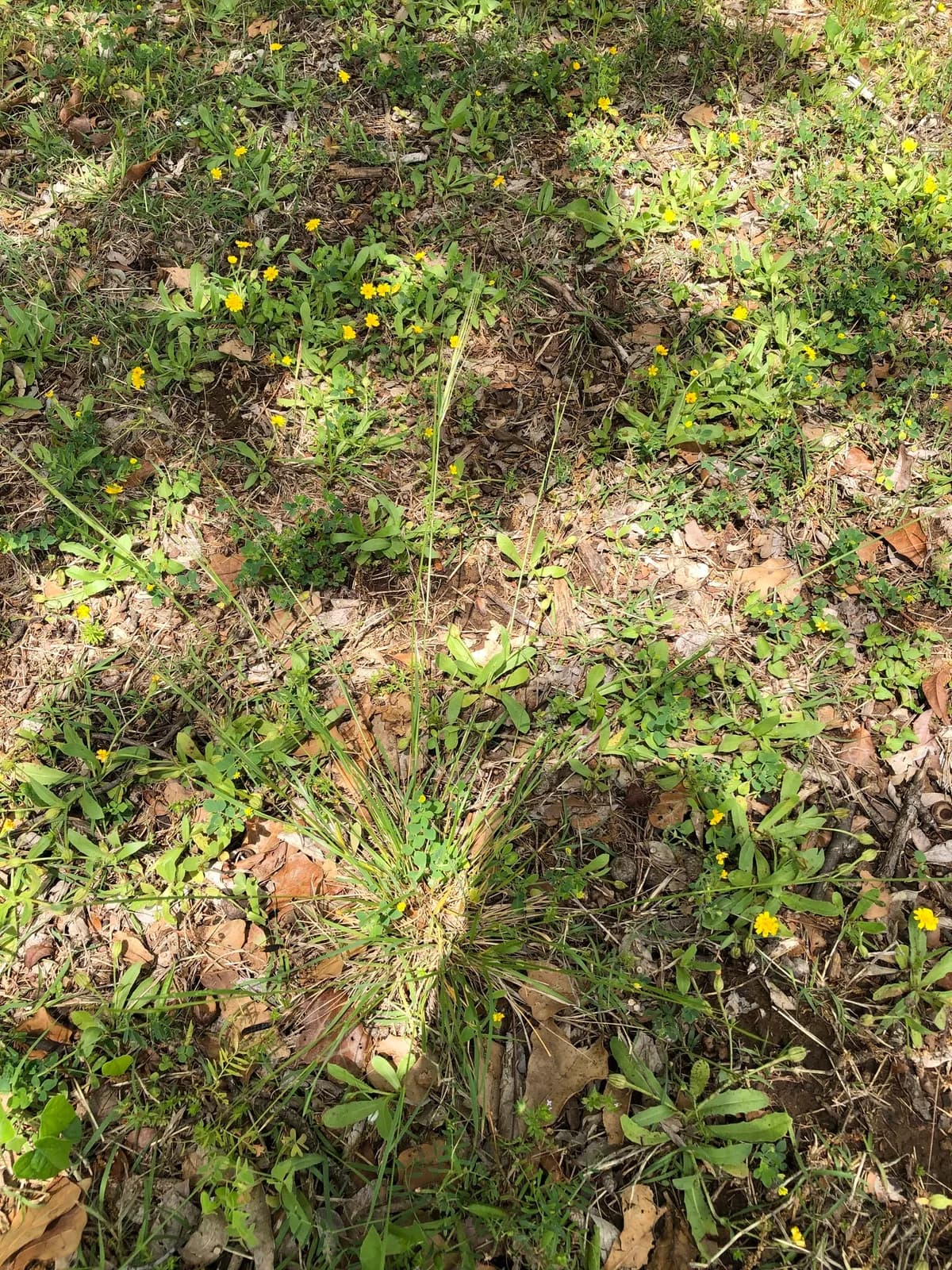 Texas Wintergrass (Nassella leucotricha)