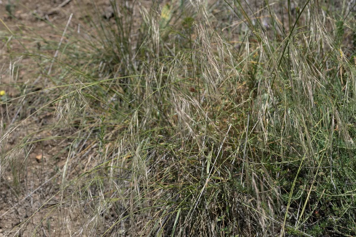 Purple Needlegrass (Nassella pulchra)