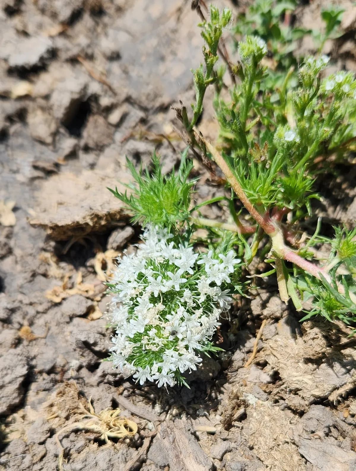 Whitehead Navarretia (Navarretia leucocephala)
