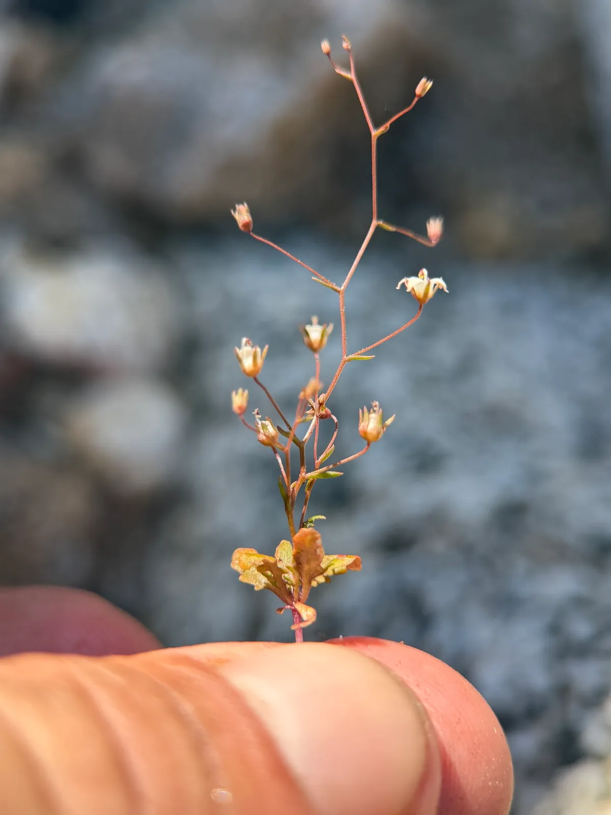 Glandular Threadplant (Nemacladus glanduliferus)