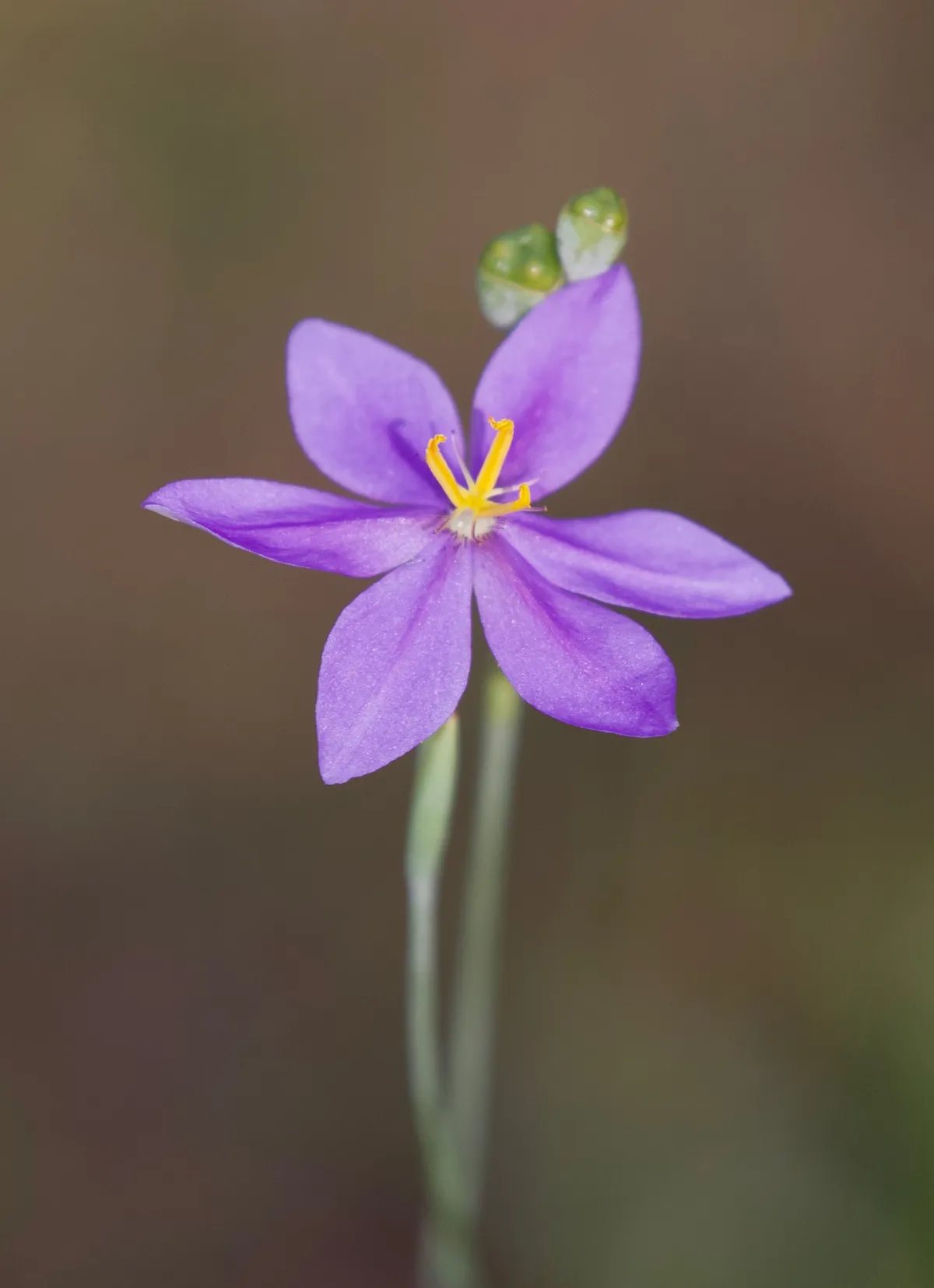 Fallflowering pleatleaf (Nemastylis floridana)