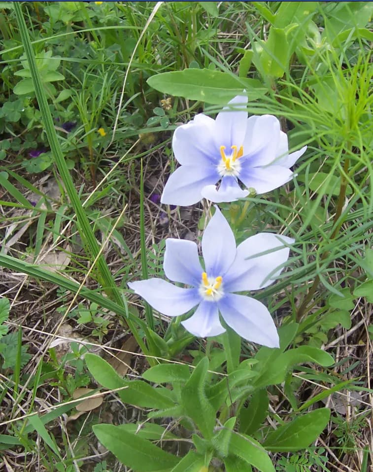 Prairie Celestials (Nemastylis geminiflora)