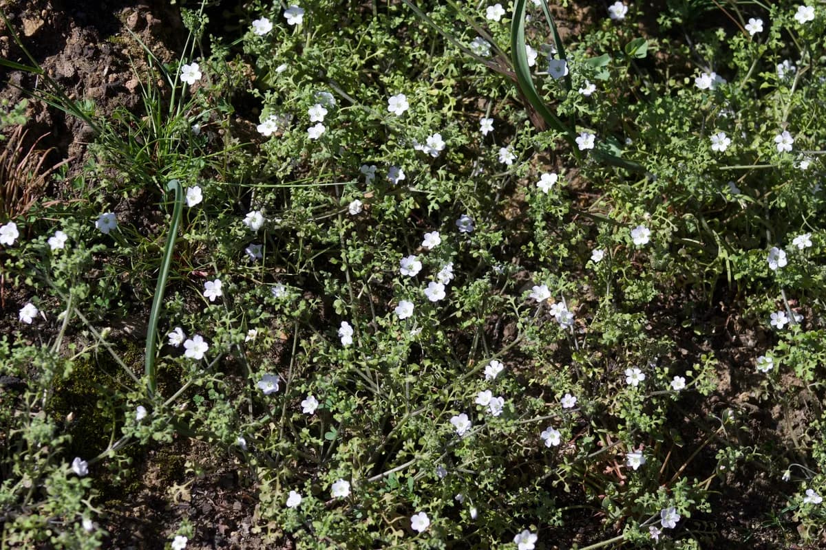 Variableleaf nemophila (Nemophila heterophylla)